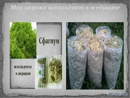 Где используется мох