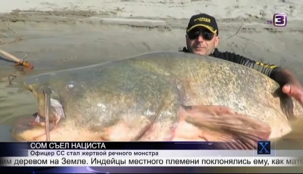 Может ли рыба съесть человека. Европейский сом людоед. Сом людоед в Ростове на Дону. Самый большой сом людоед в России.