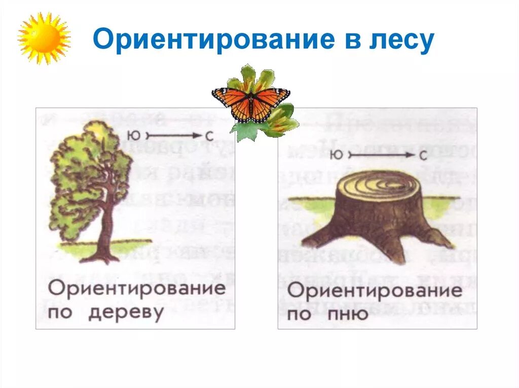 Ориентироваться в первую очередь. Ориентирование на местности в лесу без компаса. Ориентиры в лесу. Методы ориентирования в лесу. Ориентироваться на местности по природным признакам.