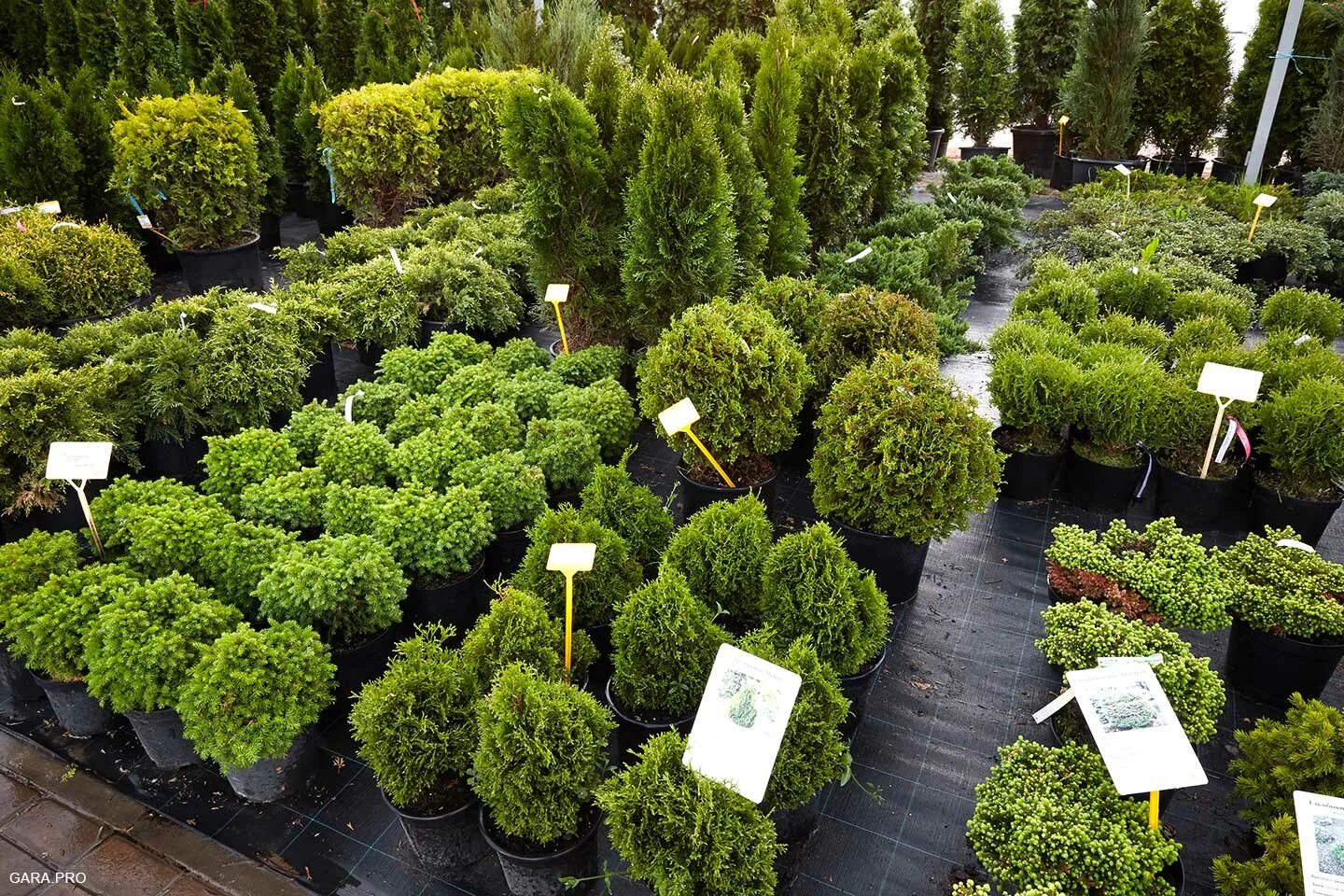 питомник растений. венев питомник растений. туя канадская тимирязевский питомник. магазин саженцы питомник. оранжерейный партер.