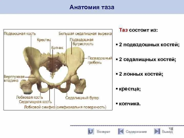 Берцовая и подвздошная кость. Лонная кость строение таза. Строение подвздошной кости таза. Подвздошная кость рентген анатомия. Таз анатомия строение седалищная кость.