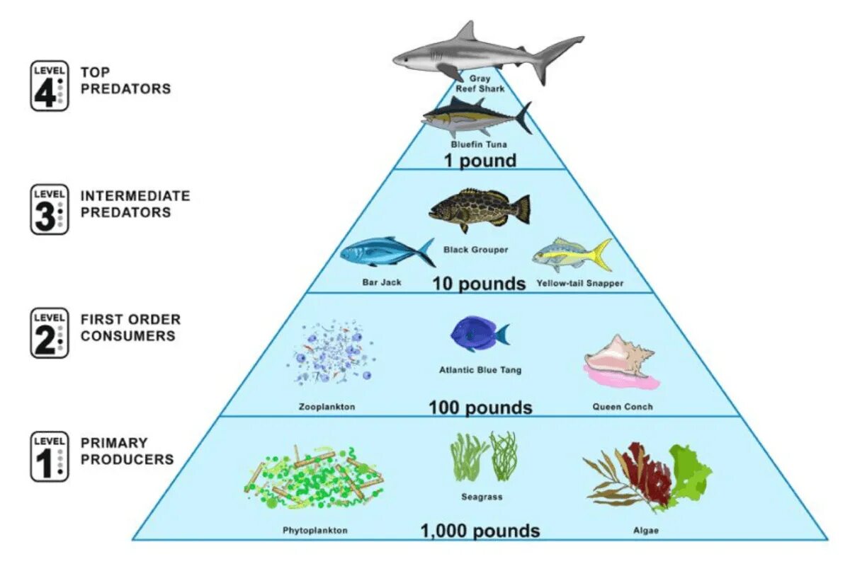 Приведи пример пищевых связей аквариума. Экологическая пирамида морской экосистемы. Экологическая пирамида черного моря. Экологическая пирамида биомассы океана. Пищевая цепь морской экосистемы.