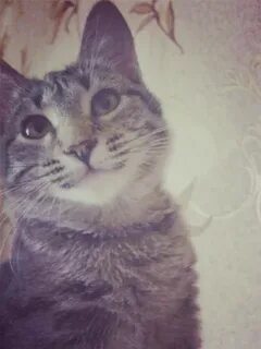 Тима котик