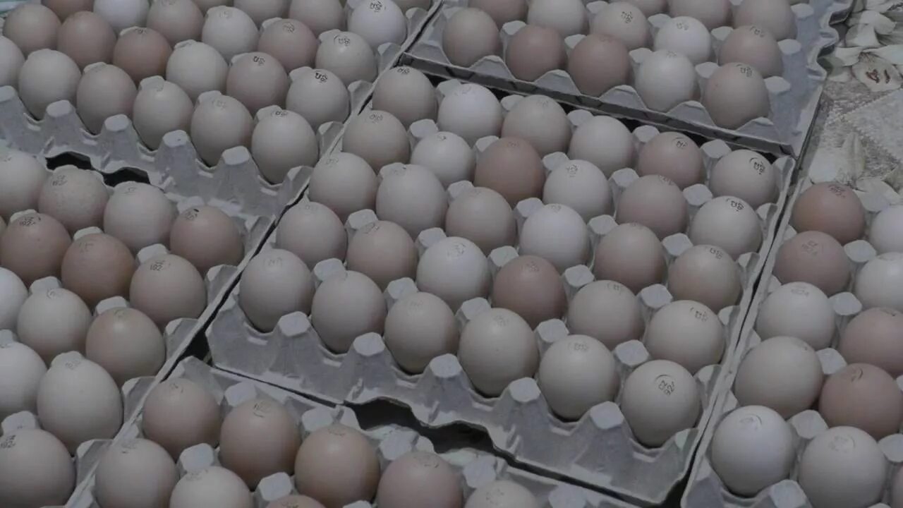 Кобб 700 инкубационное яйцо. Инкубационное яйцо Кобб 500. Инкубационное яйцо Росс 308 Словакия. Инкубационное яйцо бройлера Кобб 500.
