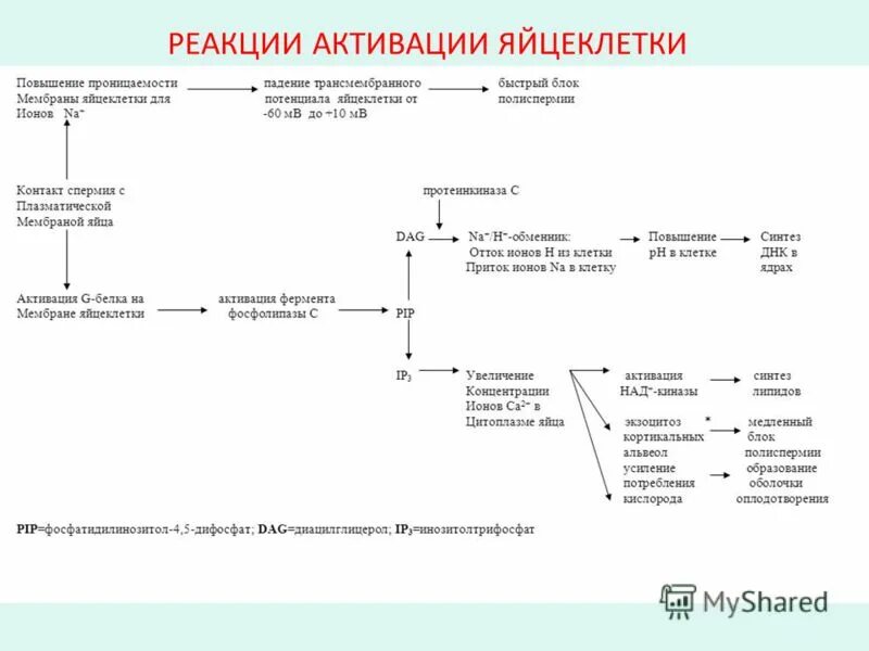 Как улучшить яйцеклетки после 40. Реакция активации яйцеклетки. Реакция активации яйцеклетки слайд презентации. Дистантное взаимодействие гамет. Дистантное взаимодействие гамет при оплодотворении обеспечивается.