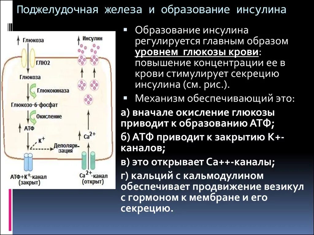 Соматотропин поджелудочной железы. Секреция инсулина биохимия схема. Механизм образования инсулина. Клеточные механизмы действия инсулина. Механизм действия инсулина биохимия гормоны.