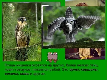 Хищные птицы сообщение