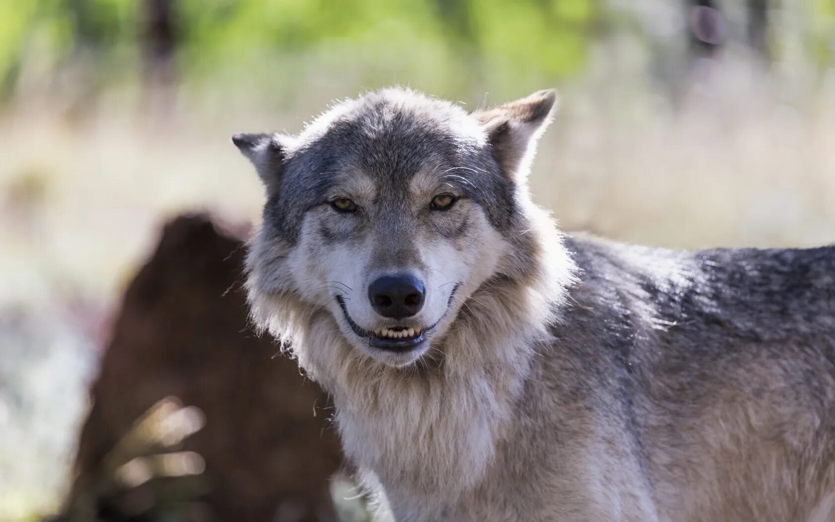 Есть добрые волки. Волк. Улыбка волка. Волчок волк. Добрый волк.