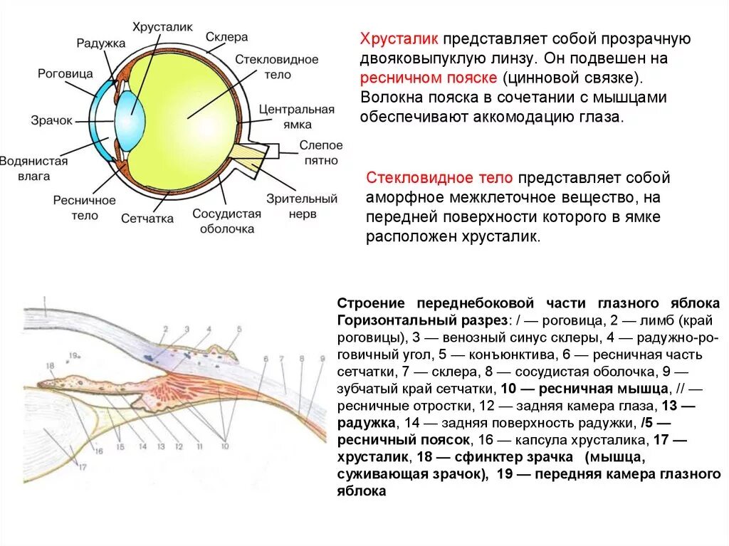 Какую форму имеет хрусталик. Функции связки хрусталика глаза. Строение глаза связка хрусталика. Строение глаза цилиарная мышца. Связка хрусталика функция и строение.