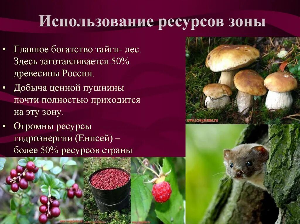 Смешанные и широколиственные леса деятельность человека. Зона лесов использование человеком. Смешанные хвойно-широколиственные леса. Использование человеком тайги. Деятельность человека в широколиственных лесах.