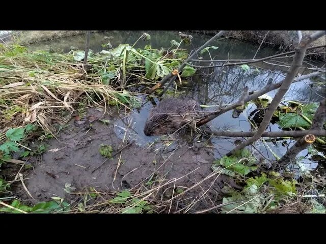 Бобр капканом видео. Бивер крик приманка на бобра. приманка на бобра beaver creek. бобер в проходном капкане.