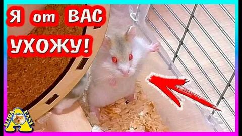 Алиса дай мне хомяка
