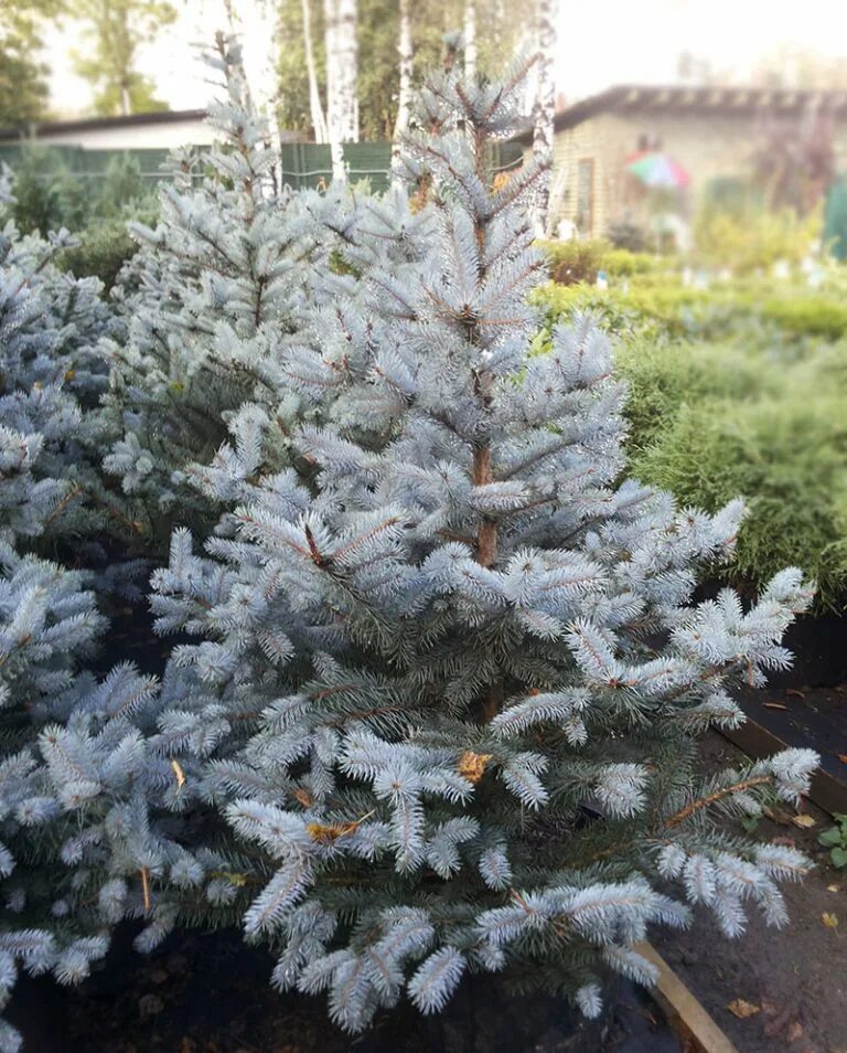 Ель колючая карпатен. Голубая ель новогодняя. Ель колючая 'scottie'. Супер блю ель голубая. Ель колючая североамериканская.