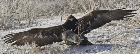 Коршун охотится