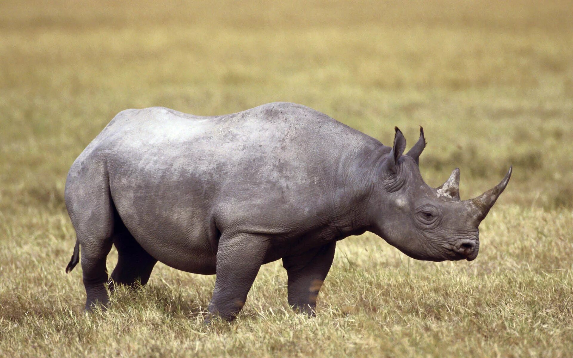 Суматранский носорог. Этрусский носорог. Носорог в саванне. Животные Африки носорог.