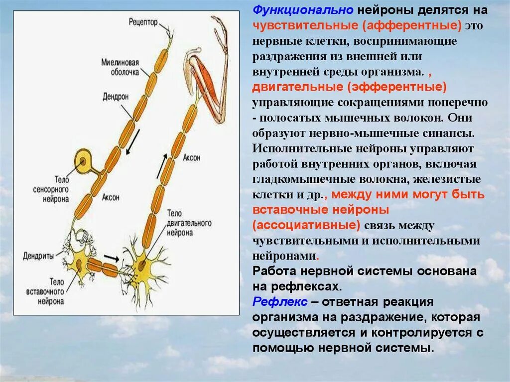 Нервные связи функции. Характеристика вставочных нейронов. Строение чувствительного нейрона двигательного и вставочного. Характеристика двигательного нейрона. Функциональные особенности нейронов.