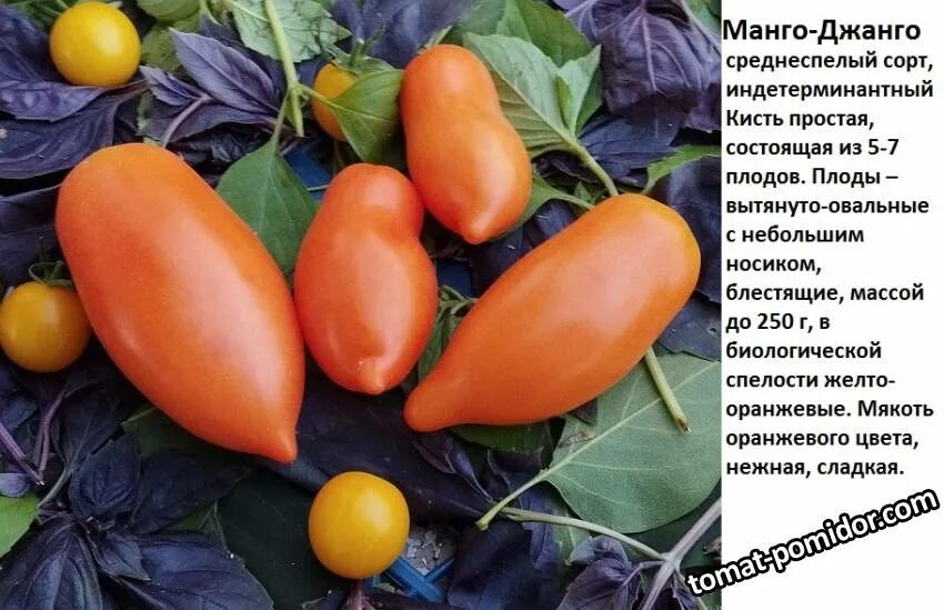Манго томат описание сорта. Томат манго джанго. помидоры сорт манго джанго. томат манго джанго в разрезе. томат манго джанго характеристика и описание сорта фото.