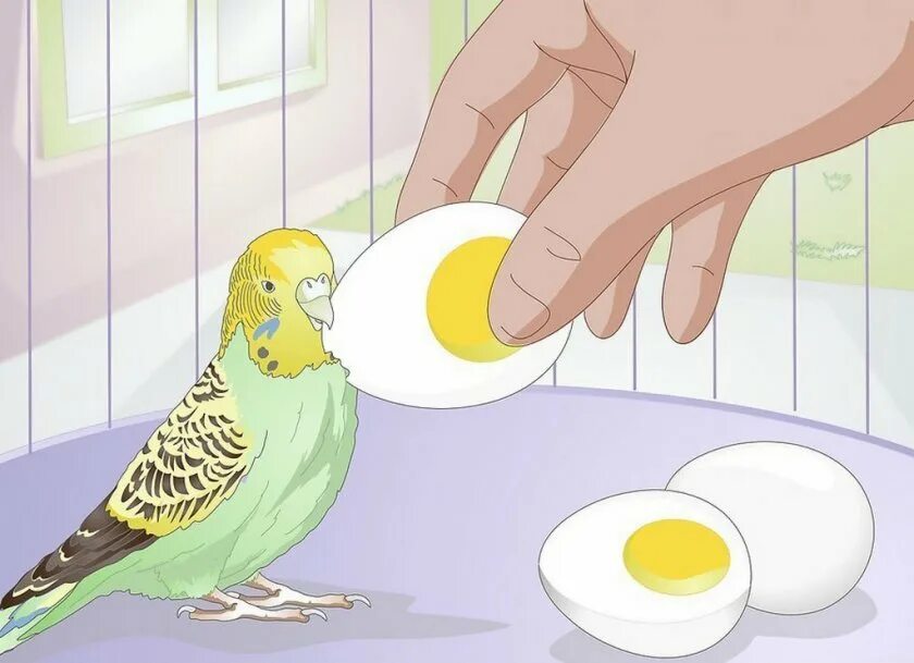 Можно ли попугаям яйцо. Вареное яйцо для волнистых попугайчиков. Оплодотворенные яйца волнистых попугаев. Яйца попугая. Яичные попугаи.