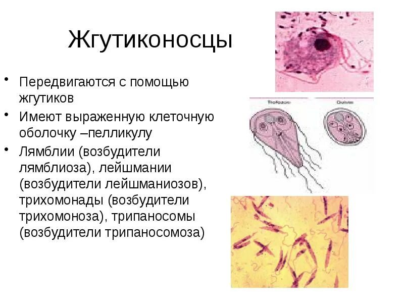С помощью жгутиков