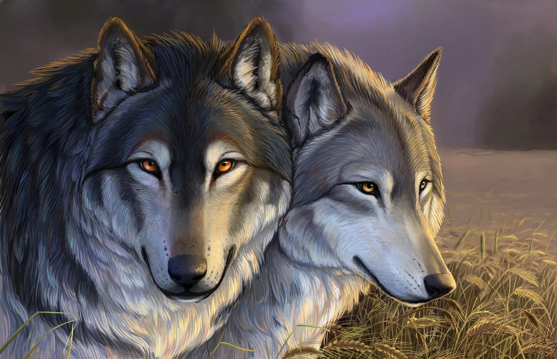 Волки пара. Два волка. Красивый волк. Картинки на рабочий стол волки. Красивые обои на телефон волка