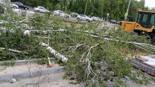 Вырубка деревьев на бульваре карбышева. Вырубка деревьев. вырубка деревьев на склонах. дерево проблем города. посадка деревьев после вырубки леса.