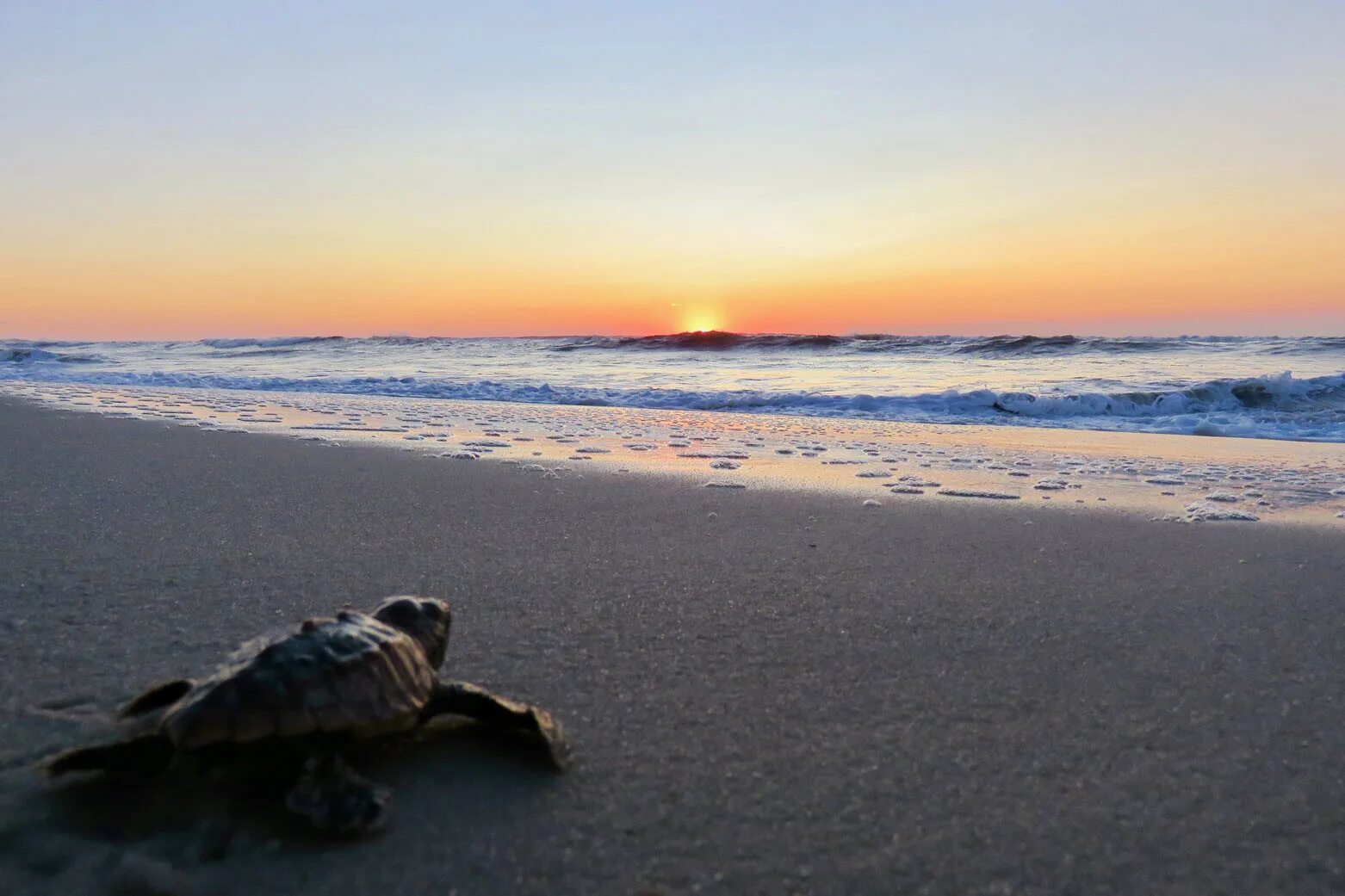 Why are beaches important for the loggerhead. Берег море с черепахами. горы,море и черепаха. картинки с черепахой на морском берегу моря. the man who saved sea turtles.