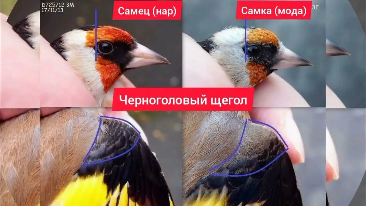 Рыбка барбус суматранский размножение. Меченосец рыбка аквариумная самка. Внешнее отличие самки от самца. Внешнее отличие самки от самца. Барбус суматранский отличие самки.