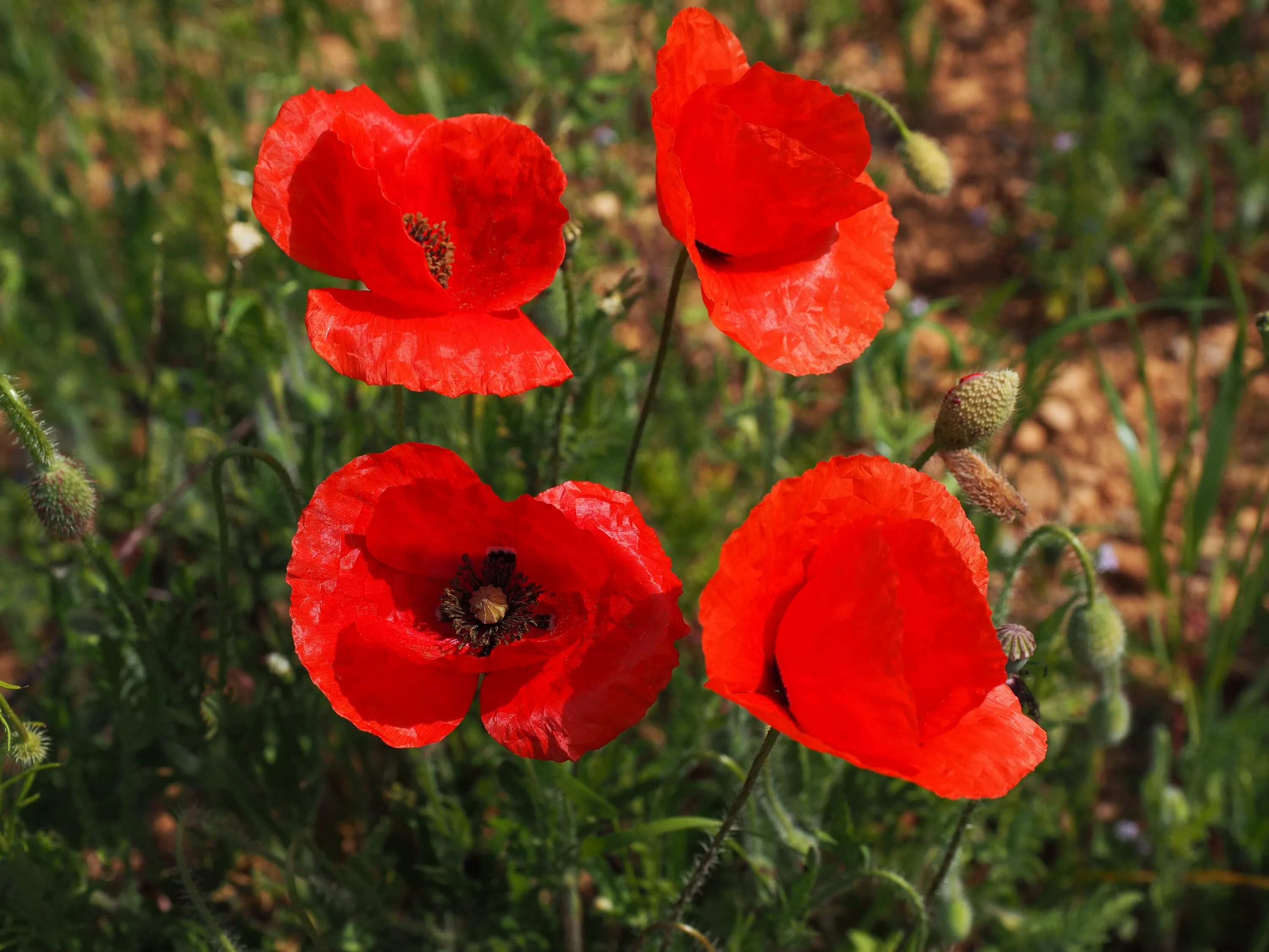 Тип мак. Мак самосейка. мак самосейка плод. растением мака рода (papaver),. мак самосейка гелиотроп.