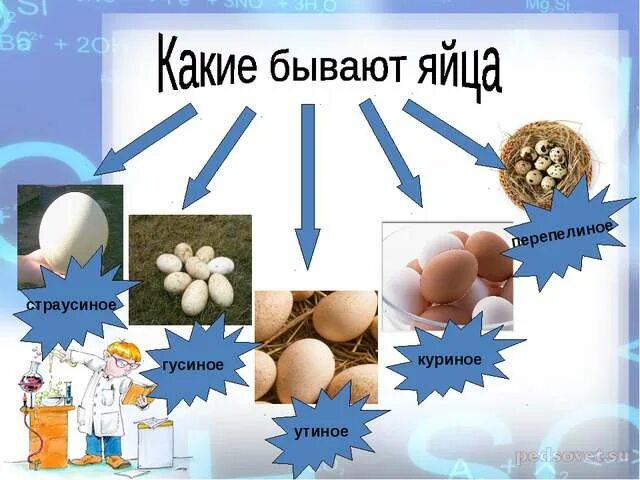 История про яйца. Презентация на тему яиц. Яйца для презентации. Яйцо проект презентация. Яйцо презентация для детей.