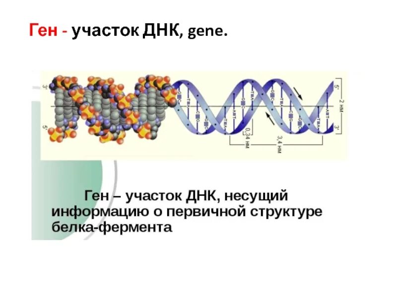 Участок гена 6 букв. Участок днк. ген это участок молекулы днк. ген участок молекулы днк несущий информацию. гены участок днк.