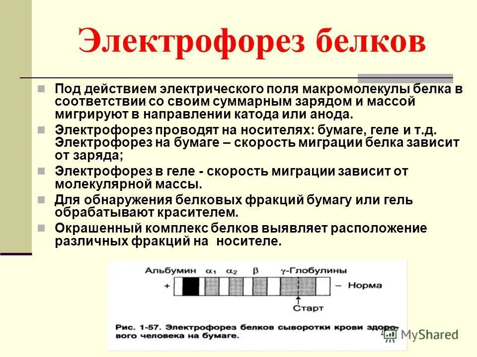 Соотношение белковых фракций методом электрофореза