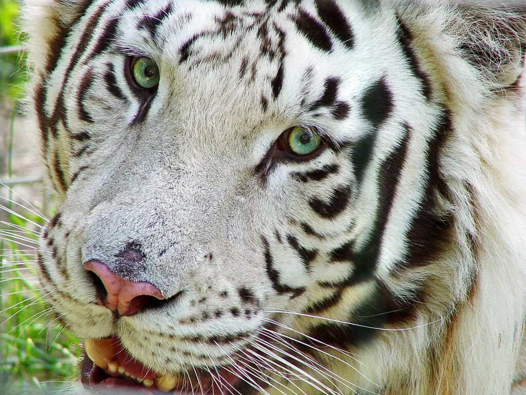 Какой тигр белый. Амурский тигр белый. Тигр и белый тигр. Бенгальский тигр. Белый бенгальский тигр.