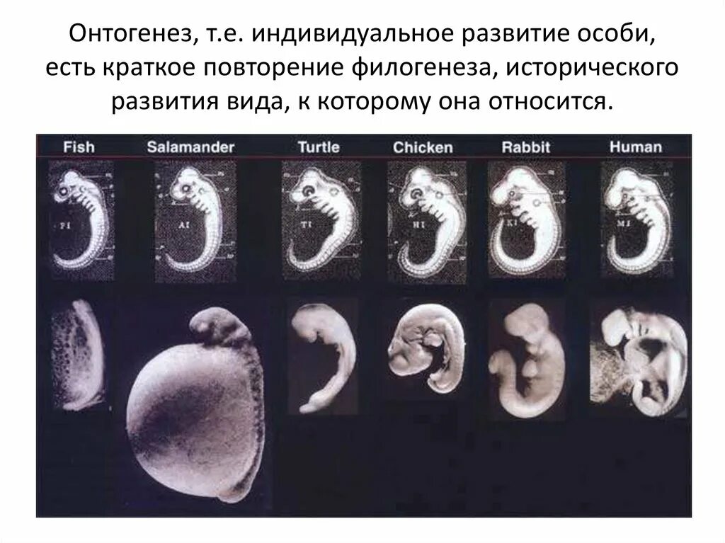 Онтогенез картинка. Сходство стадий эмбрионального развития. Стадии человеческого эмбриона. Этапы развития эмбриона. Развитие эмбриона по неделям.