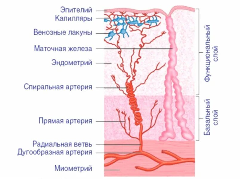 Базальный и функциональный слой эндометрия. Строение функционального и базального слоя эндометрия матки. Строение эндометрия матки анатомия. Маточные спиральные артерии гистология. Эндометрий базальный слой