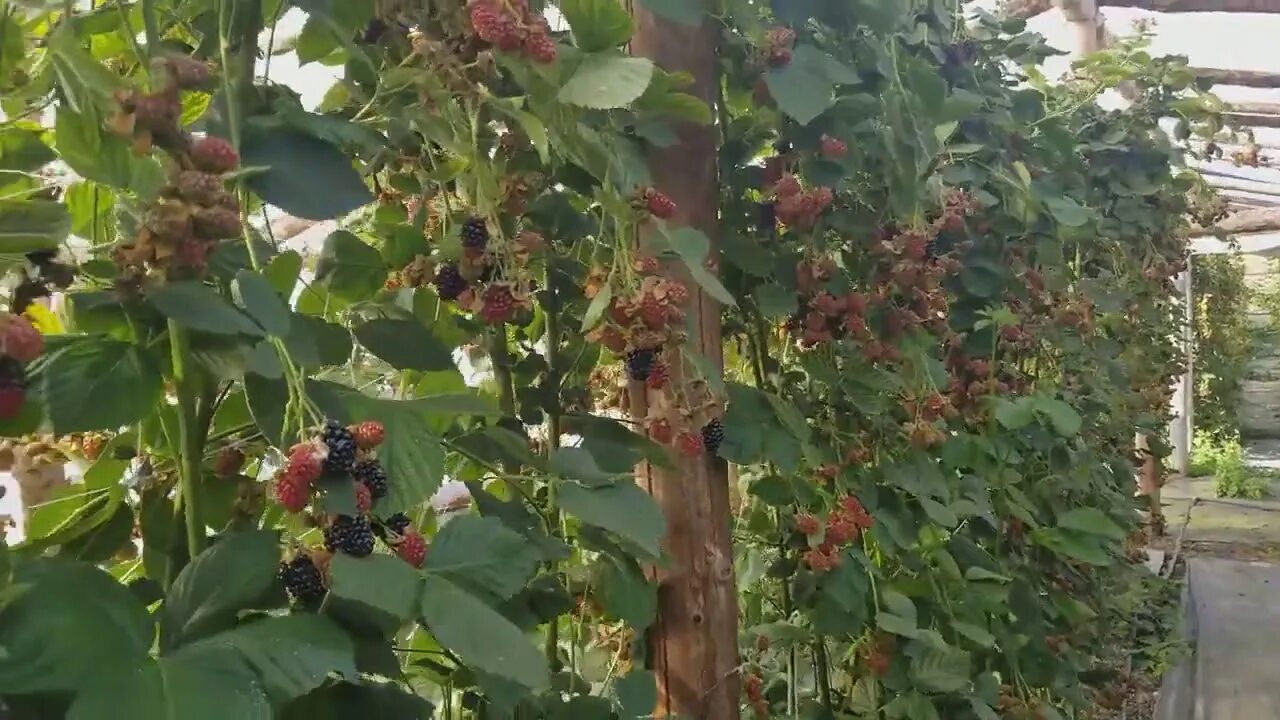 Купить саженцы Ежевика Небеса могут подождать (Heaven can wait) в питомнике. Для