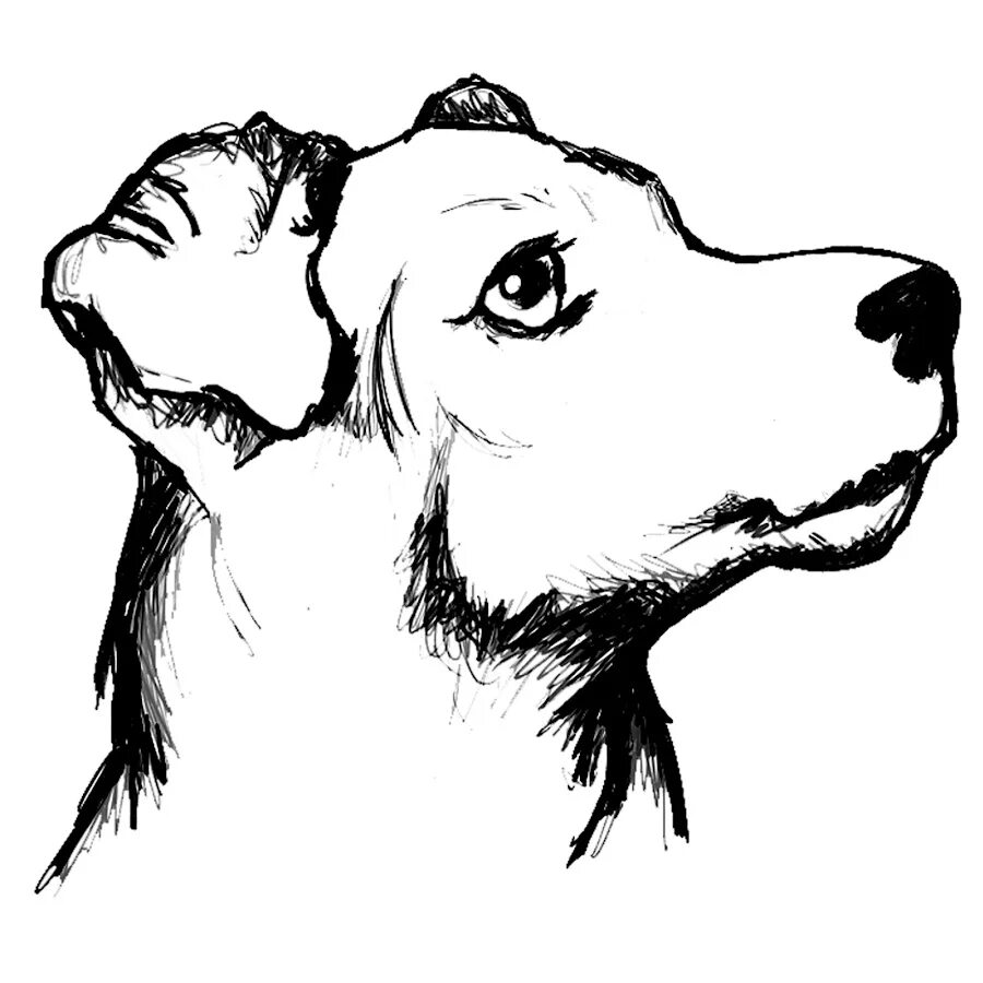 Сучке легко. Собака рисунок. Зарисовки собак. Собака рисунок карандашом. Рисунок собаки для срисовки.