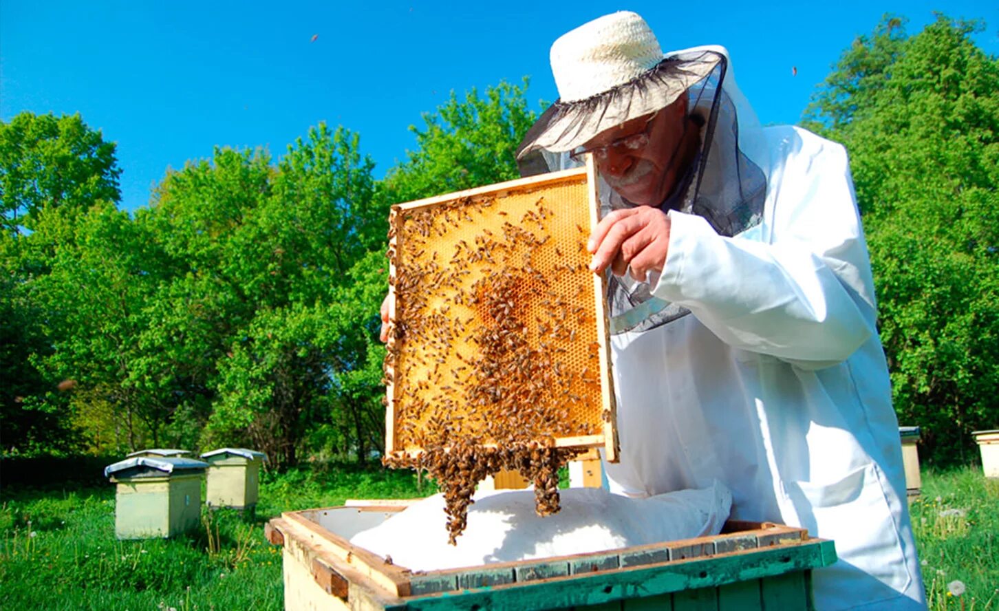 Пасечник на пасеке. Соты меда. Пчелы и пчеловодство. Бджоляр. Пчеловоды подмосковья.
