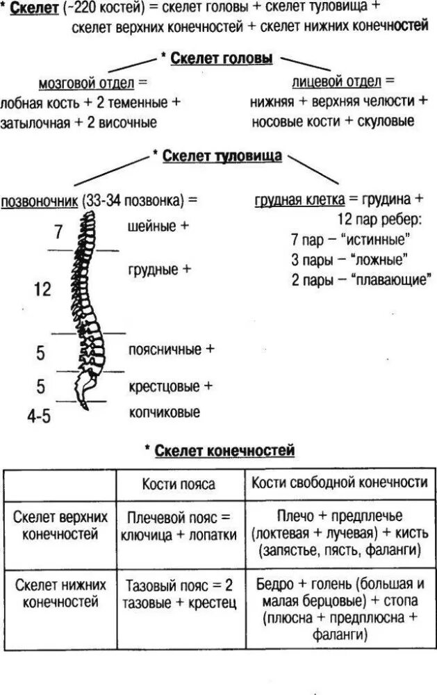 Тест по биологии позвоночные. Скелет туловища таблица 8 класс биология. Таблица по биологии 8 класс скелет туловища. Таблица скелет головы и туловища 8 класс биология. Строение скелета туловища, конечностей.