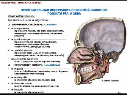 Иннервация полости рта