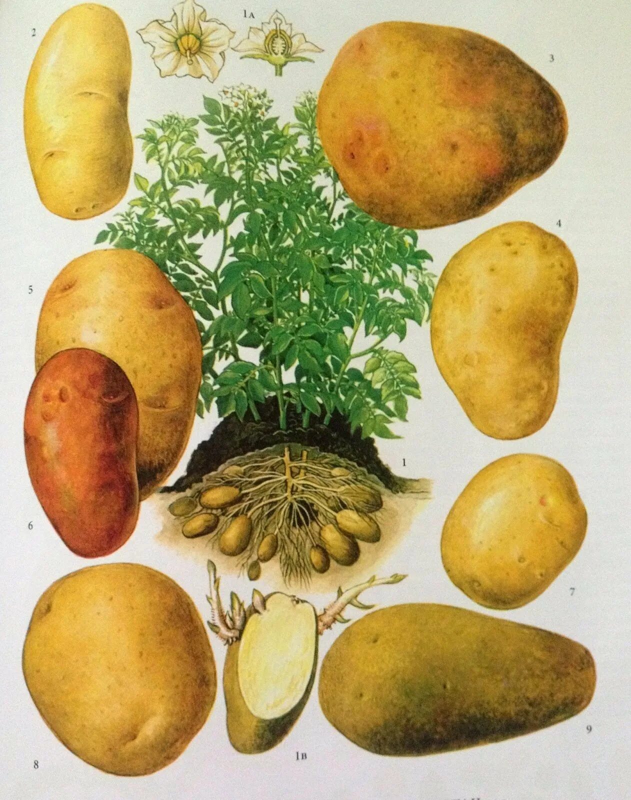 Грей картошку. Картофель растение. Картошка ботаника. Картофель Ботанический. Картофель обыкновенный.