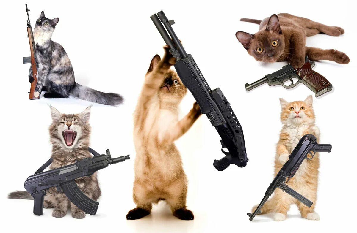 Кот с автоматом мем Chusco Cats outside, Little kittens, Funny animals