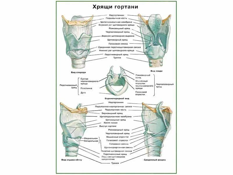 Укажите хрящи гортани. Клиновидный хрящ гортани. Клиновидный хрящ хрящи гортани. Рожковидные и клиновидные хрящи гортани. Клиновидный хрящ cartilago cuneiformis.