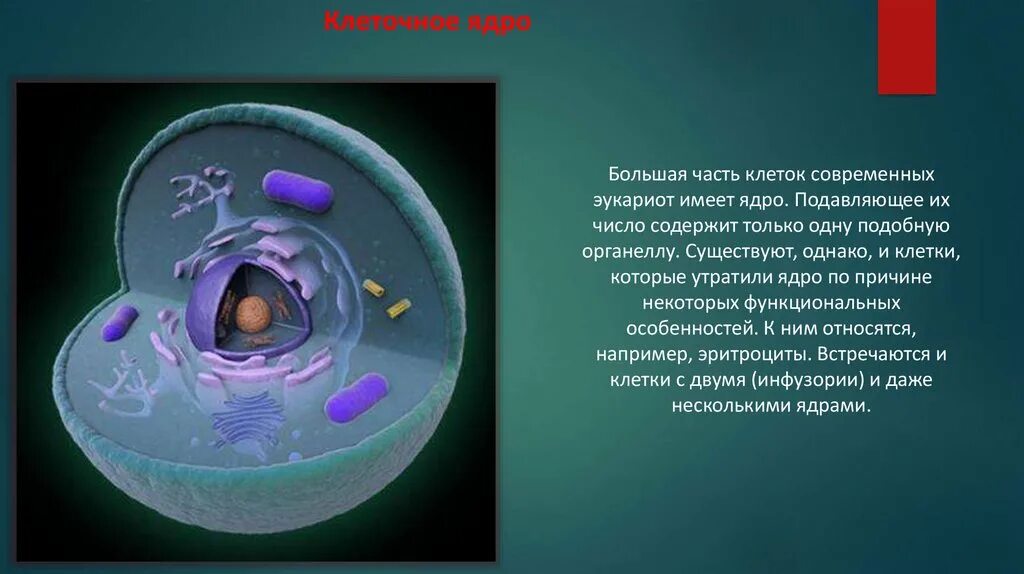 В какой части клетки расположено ядро. Клеточное ядрышко. Ядро клетки. Строение ядра клетки. Ядерная клетка.