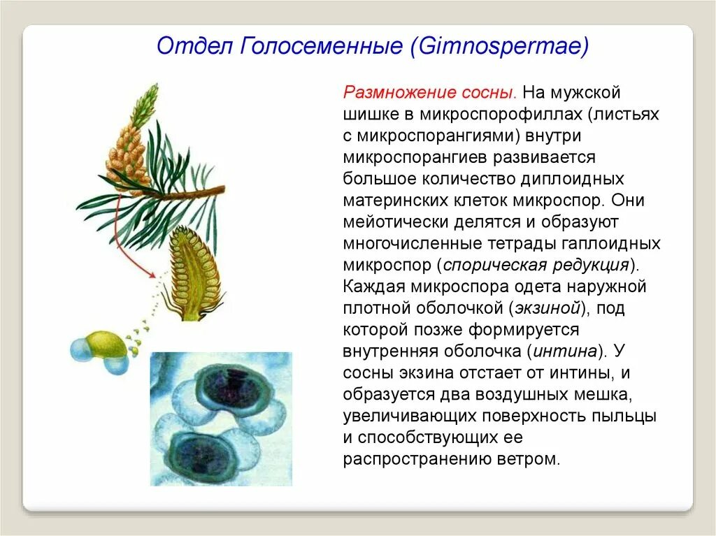 Размножение мужской шишки. Половое размножение сосны обыкновенной. Строение хвои голосеменных растений. Строение пыльцы голосеменных растений. Строение шишек голосеменных.