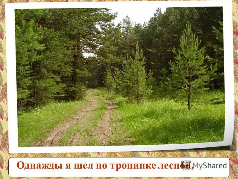 я шёл по лесной дорожке в деревню местность была мне знакома. длиннохвостые разбойники диктант. стихи лесные тропы. иду по лесной тропинке. стихи про тропинку в лесу.