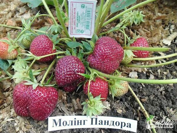 Клубника Пандора саженцы купить в Москве и Подмосковье в питомнике