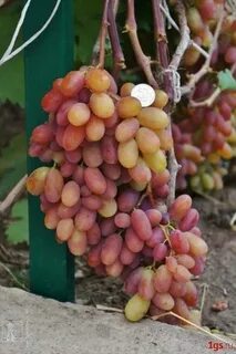 Сорта винограда для подмосковья неукрывные сладкие