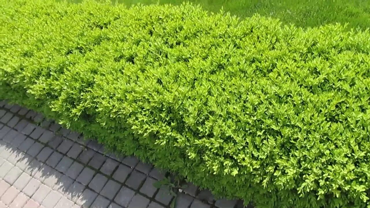 Чем удобрять самшит. Самшит антигусинь. самшит блауэр хайнц. самшит вечнозеленый блауэр хайнц. самшит стриженный.