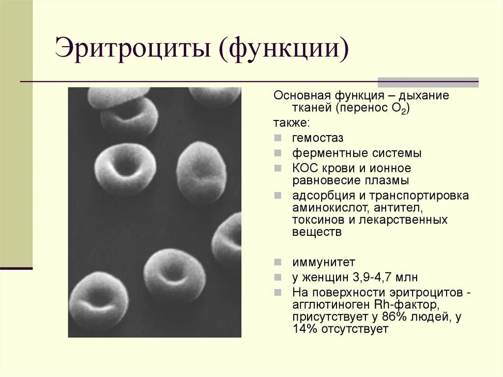 2 функция эритроцитов. Эритроциты выполняют следующие функции, за исключением:. Функции эритроцитов. Общая характеристика эритроцитов. Основные функции эритроцитов.