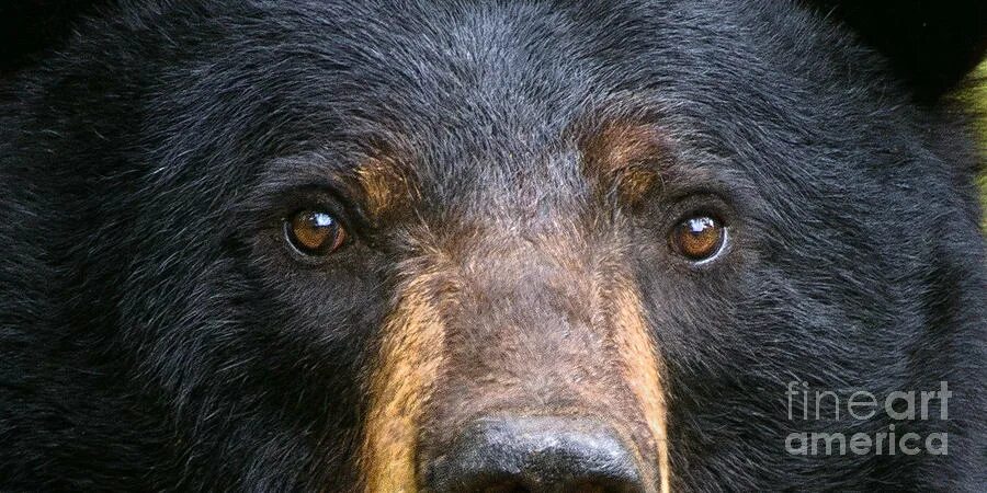 Bear s eye. Глаза белого медведя. Bear Eyes. The Bear's Eye is Burning. Tous Eye Bear.